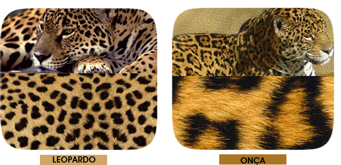 diferença entre estampa de onça e leopardo Fashion Blog MeninaIT