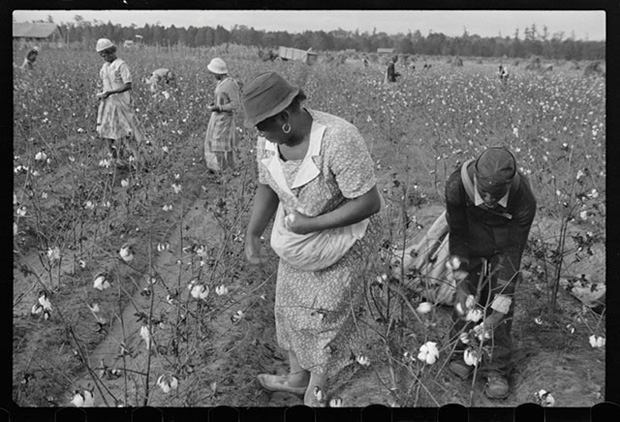 Trabalhadores na fazenda Alexander, Arkansas, colhendo algodão em 1935. Foto cortesia de Ben Shahn/Biblioteca do Congresso dos EUA.