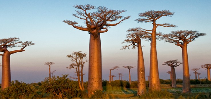 roteiros-de-viagem-fora-do-comum-para-se-fazer-de-carro-madagascar