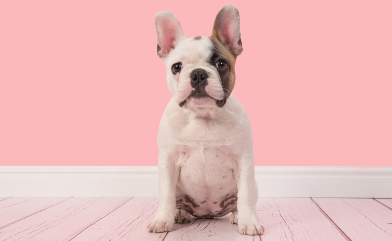 cachorro sentado parede rosa