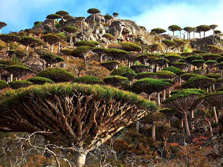 Arquipélago-de-Socotra