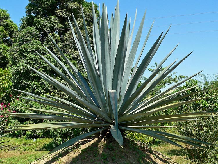 tratamentos-com-agave