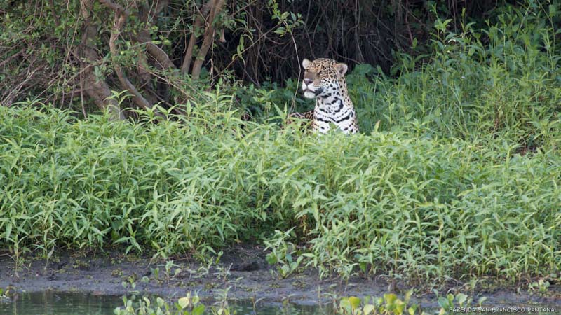 onca-pintada-pantanal