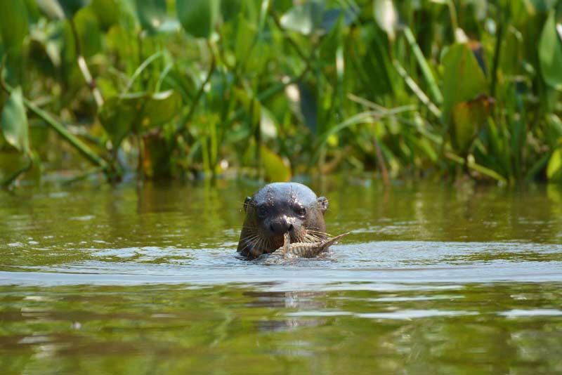 pantanal-vida-selvagem