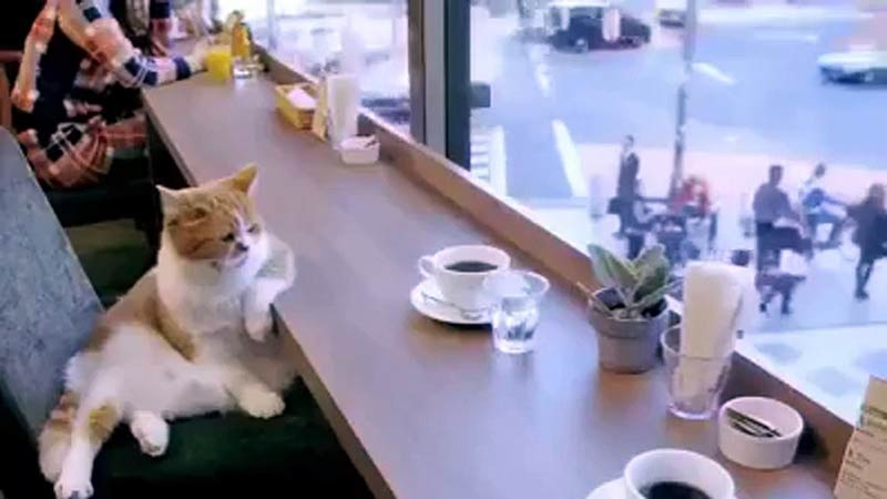 cafe-com-gatos-brasil