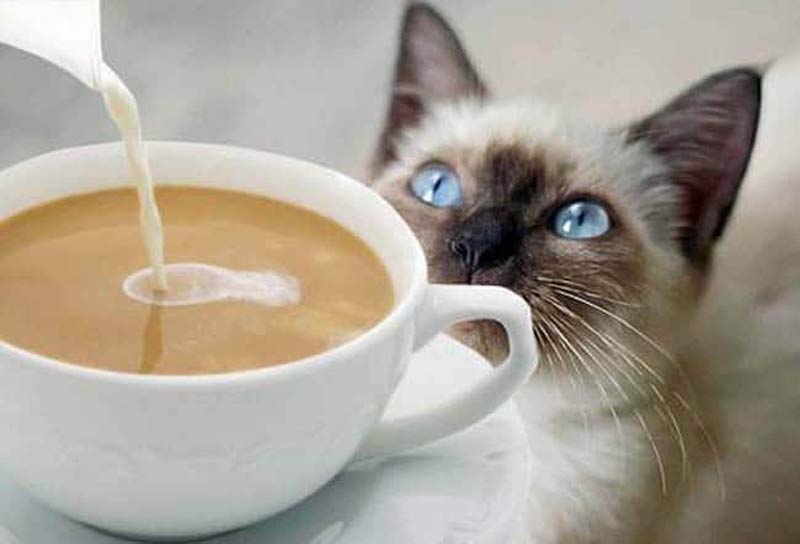 cafe-gatos