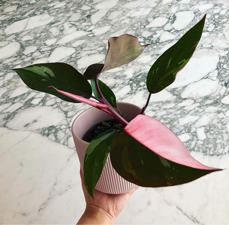 Princesa-Rosa-Philodendron