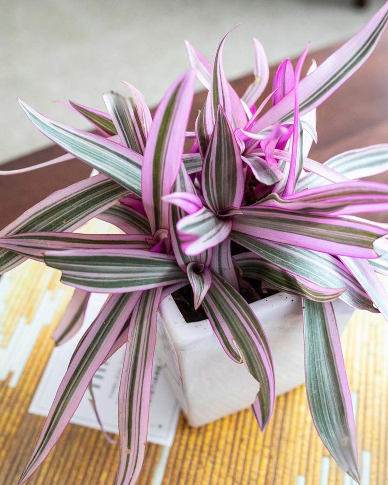 Tradescantia-spathacea