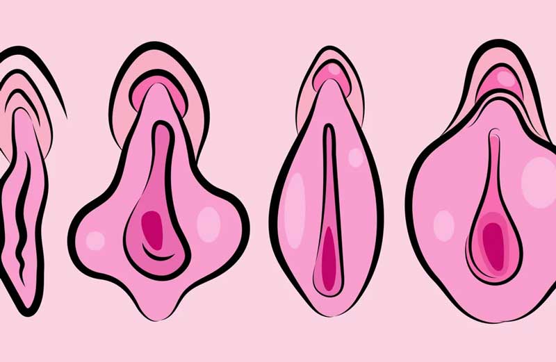vulva-feminina