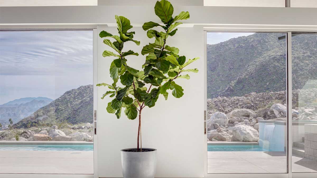 Ficus lyrata